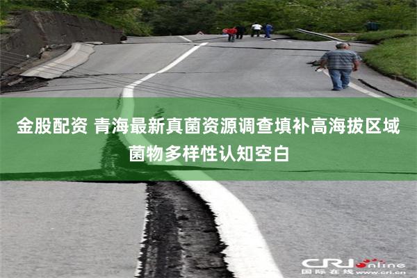 金股配资 青海最新真菌资源调查填补高海拔区域菌物多样性认知空白