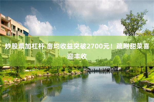 炒股票加杠杆 亩均收益突破2700元！疏附甜菜喜迎丰收